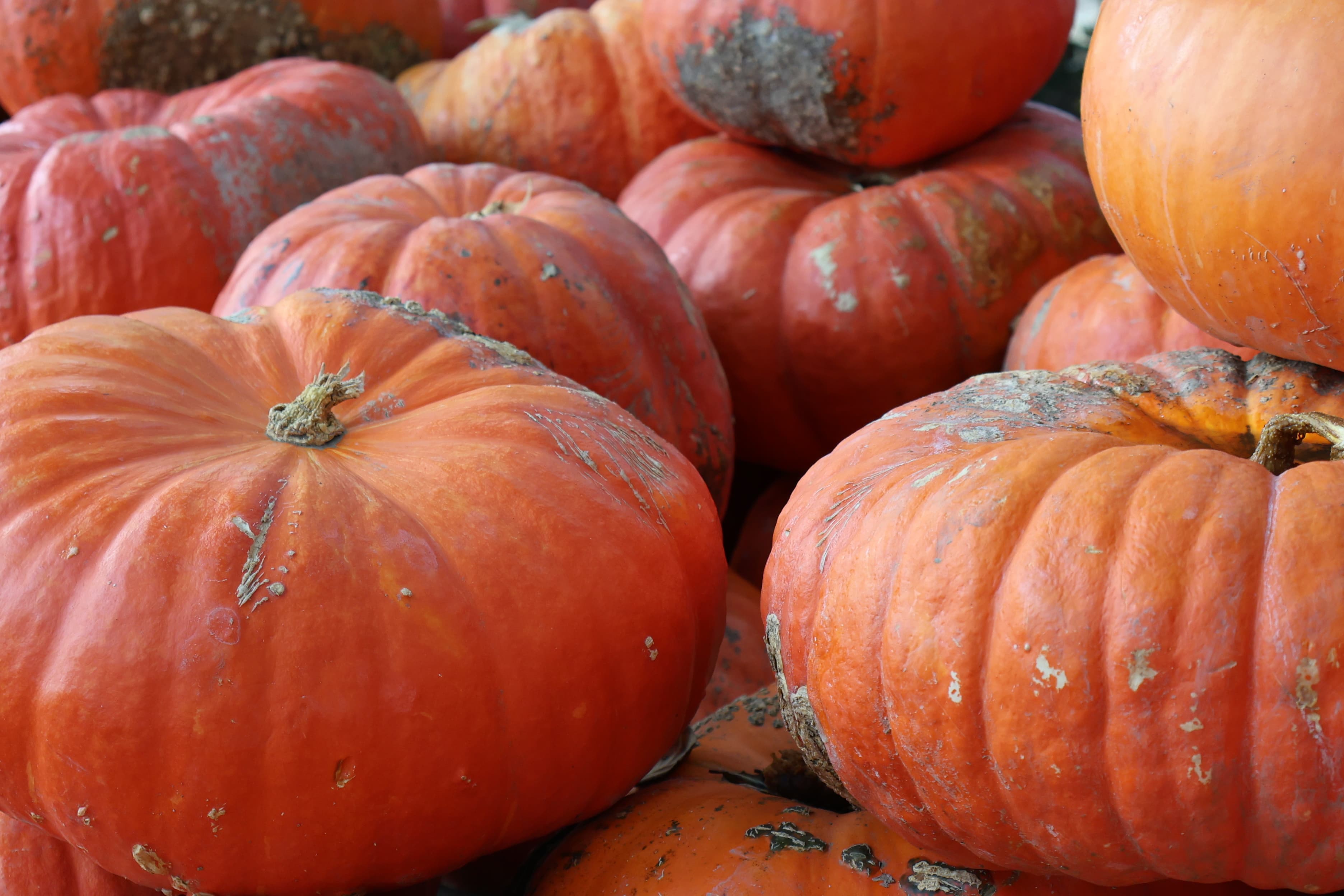 10 Best Harvest Host RV Locations in California-2