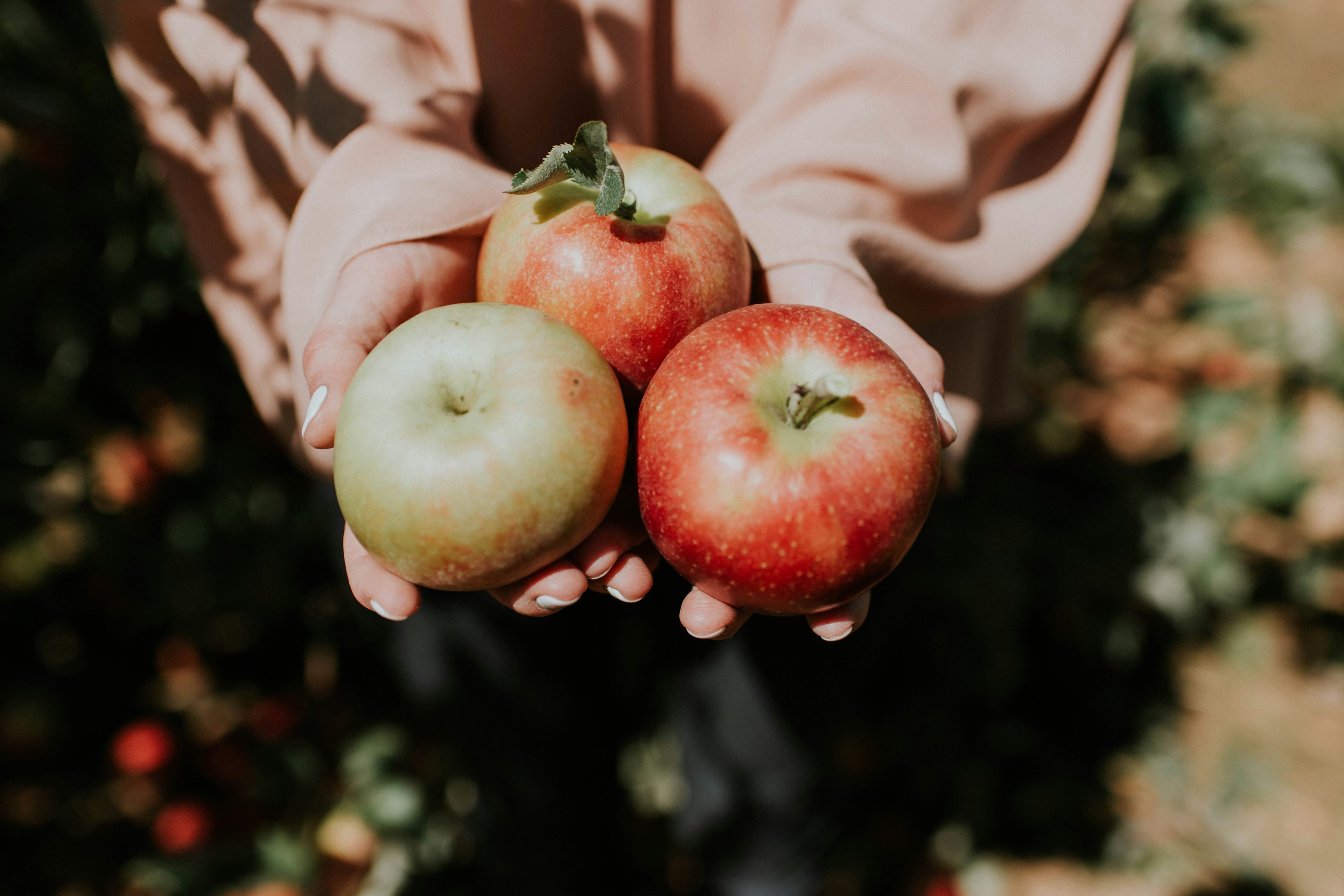 Tired of Searching "Apple Picking Near Me"? Your Ultimate Guide to Apple Picking in Washington-2