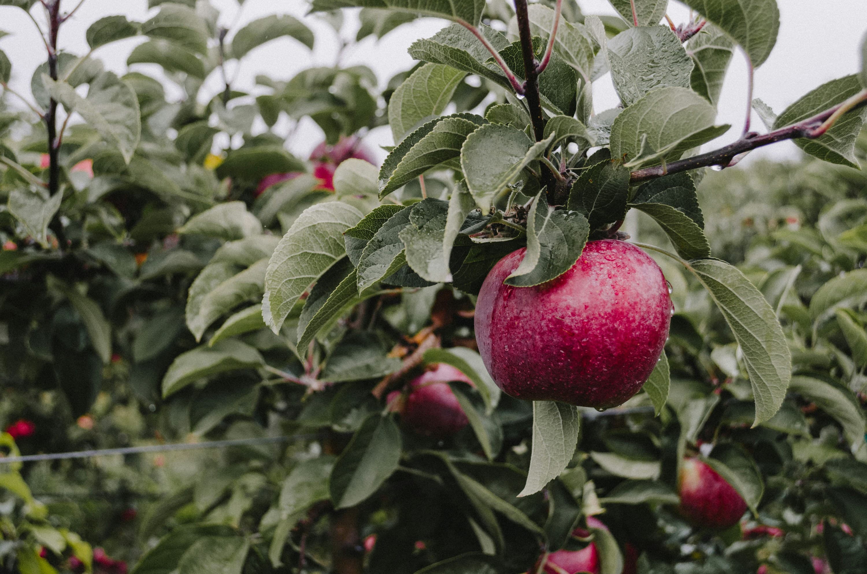 Tired of Searching "Apple Picking Near Me"? Your Ultimate Guide to Apple Picking in Washington-3