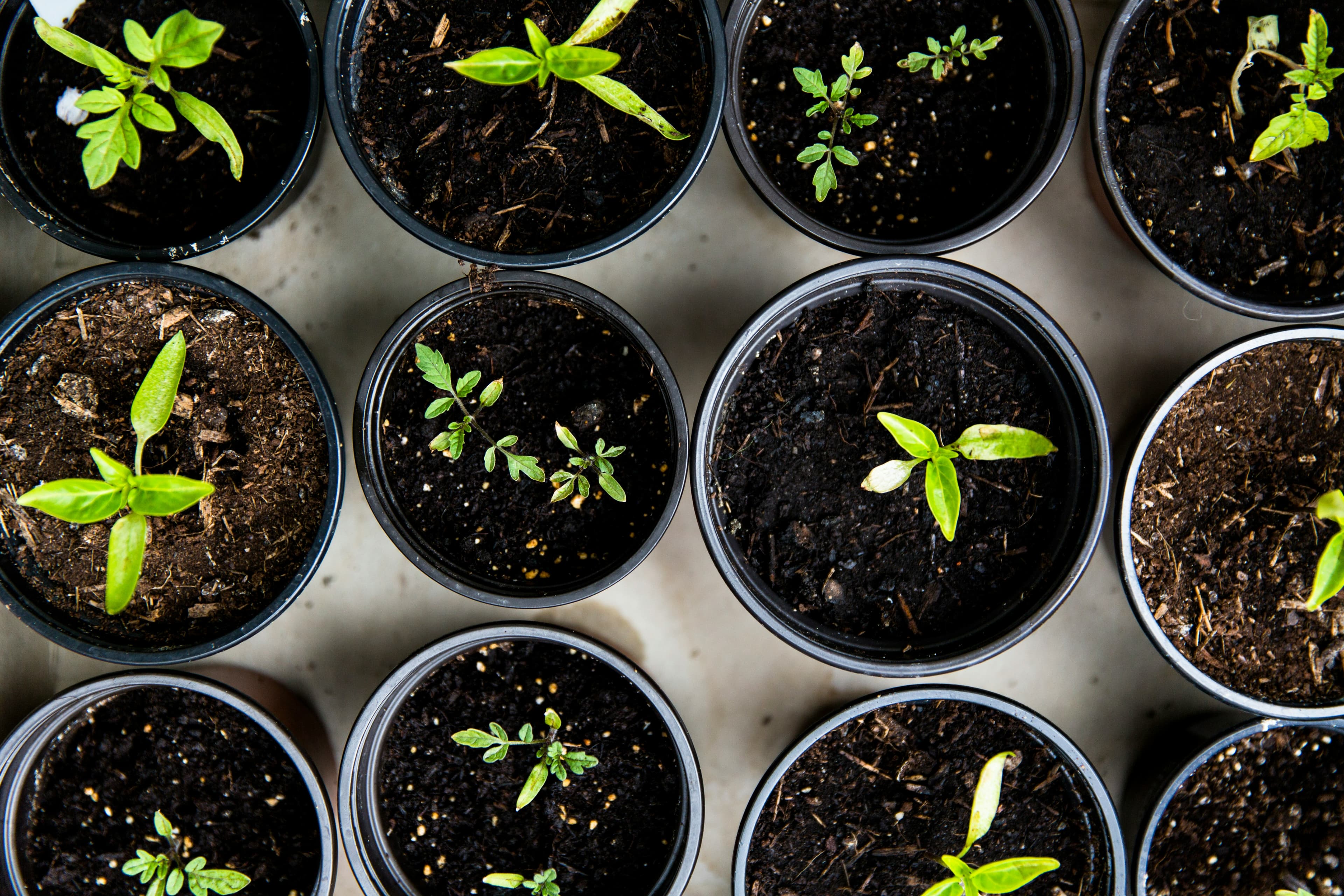 How to Grow Tomatoes in an RV-3