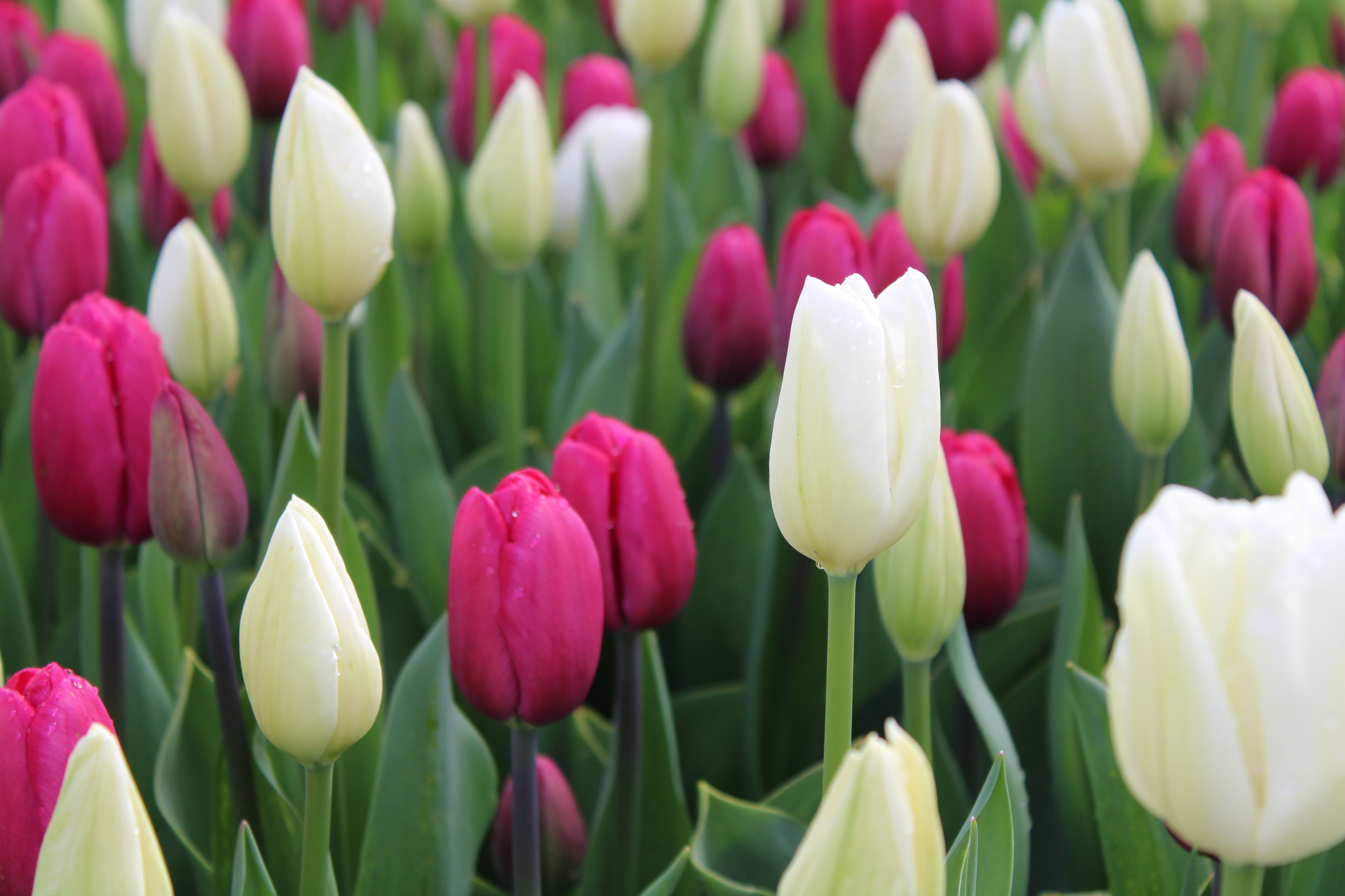 10 RV Parks to See Flower Festivals -3