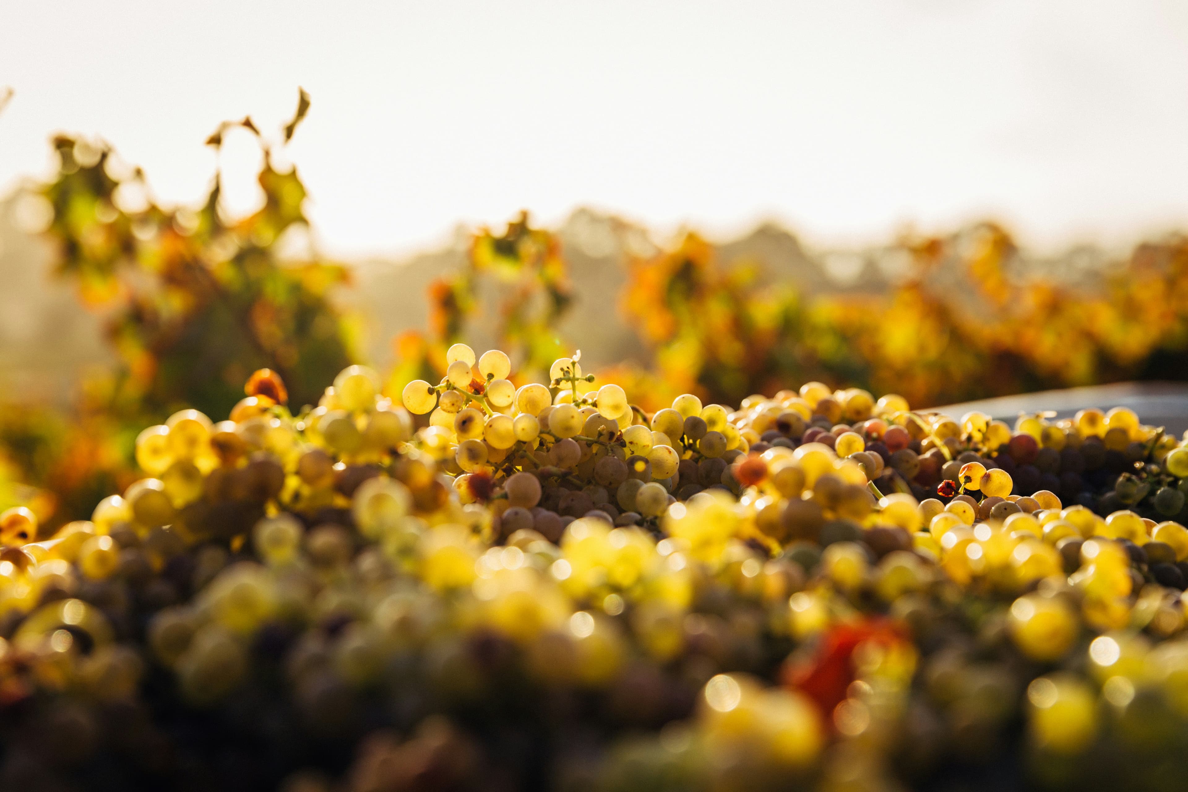 Discover Southern Oregon’s Historic Gem: Valley View Winery-3