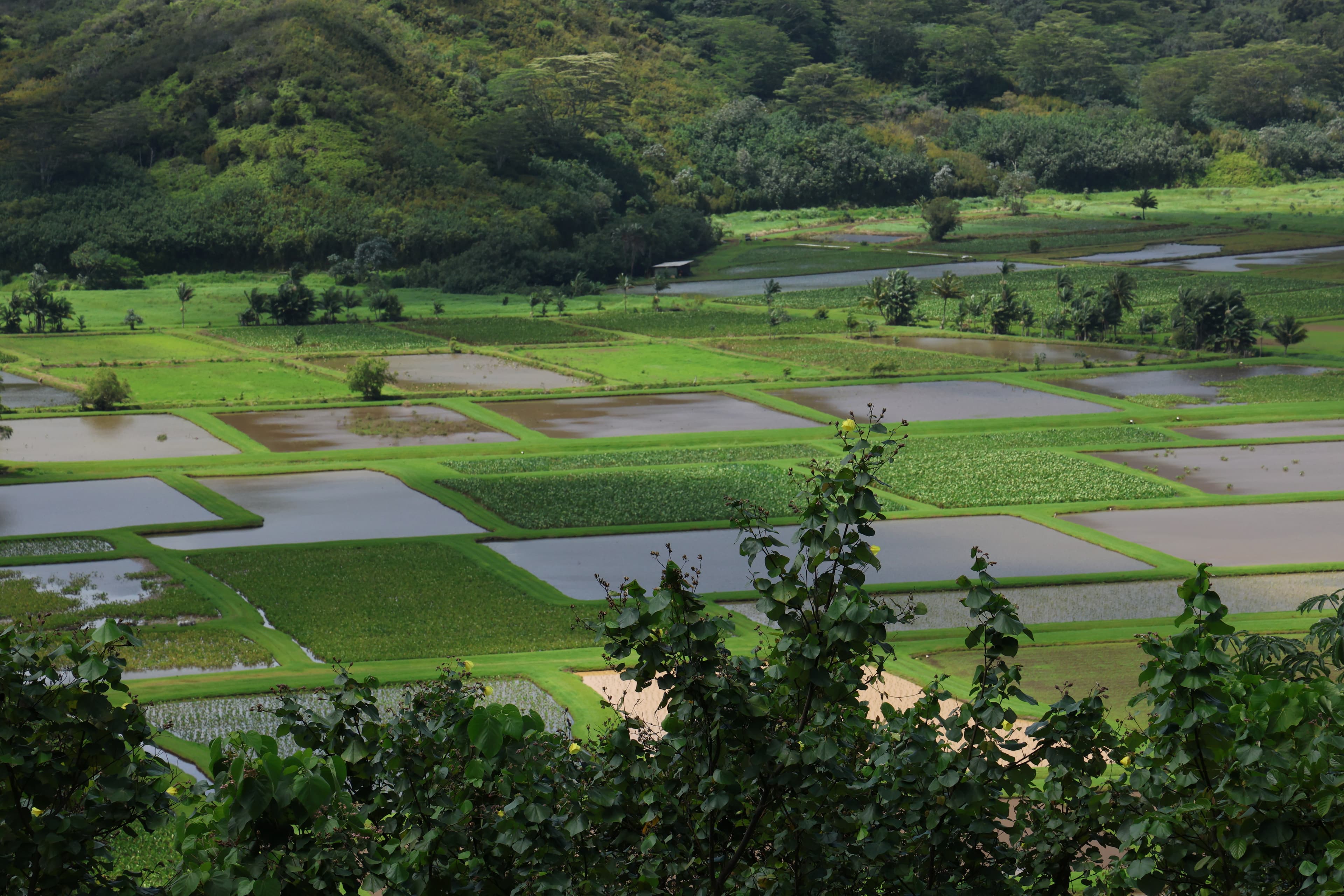 Things I Wish I Knew Before Heading to Kauai, Hawaii-2
