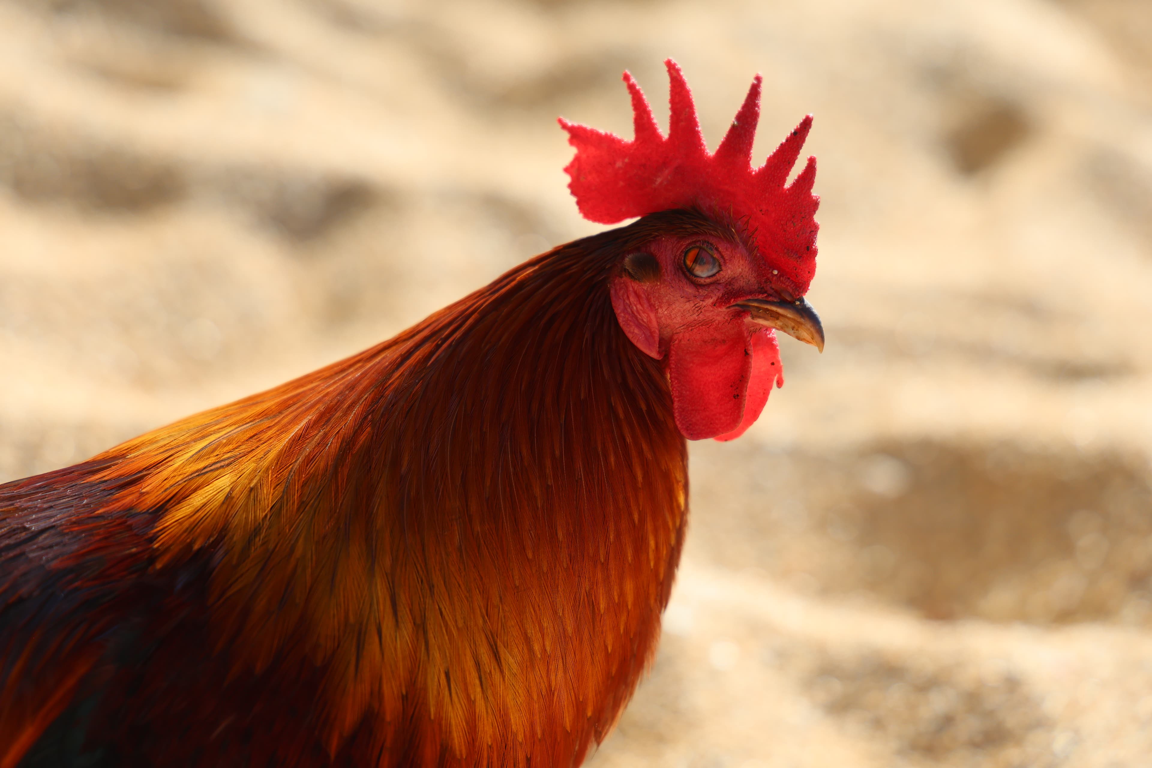 Things I Wish I Knew Before Heading to Kauai, Hawaii-3