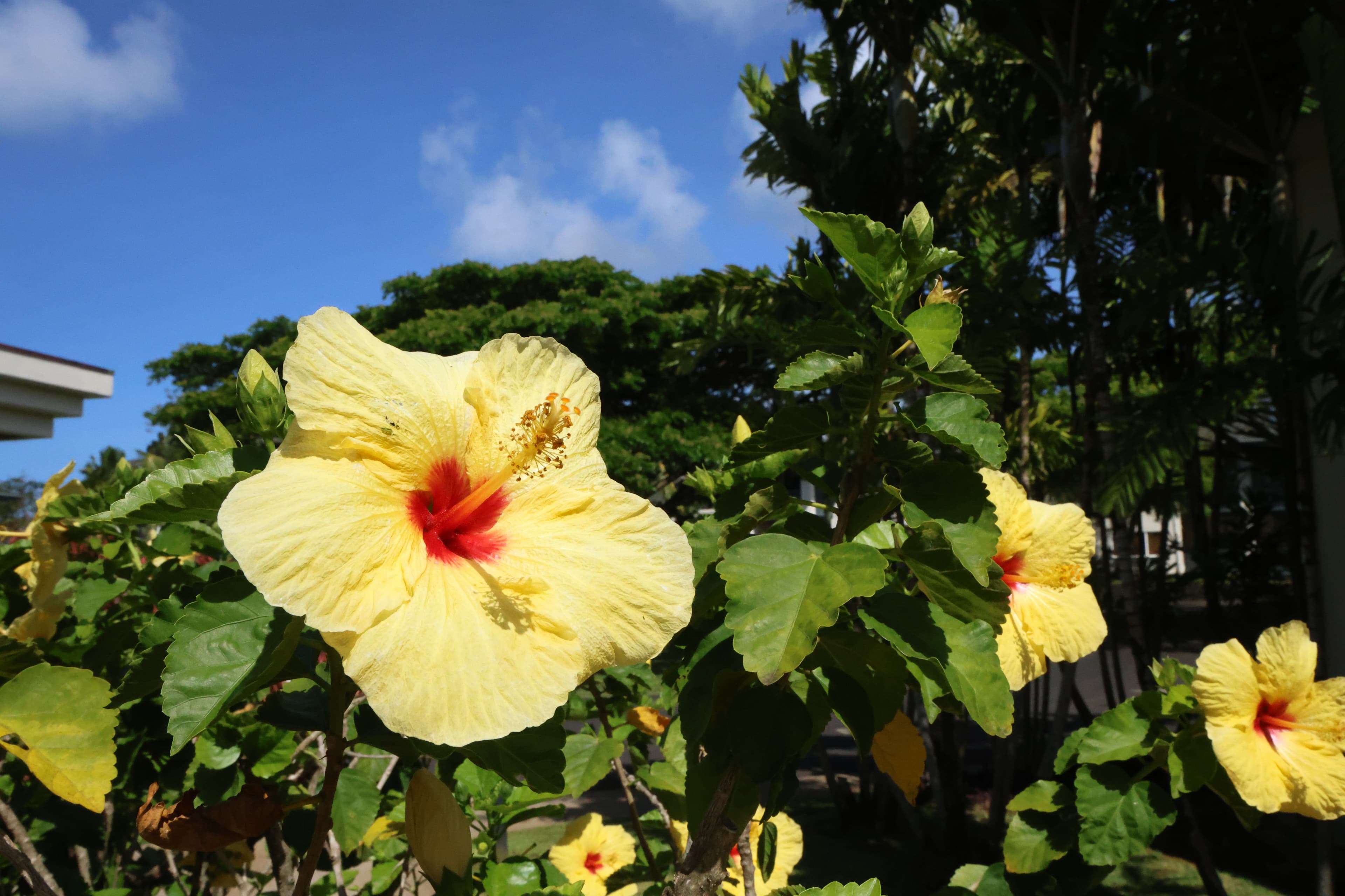 Things I Wish I Knew Before Heading to Kauai, Hawaii