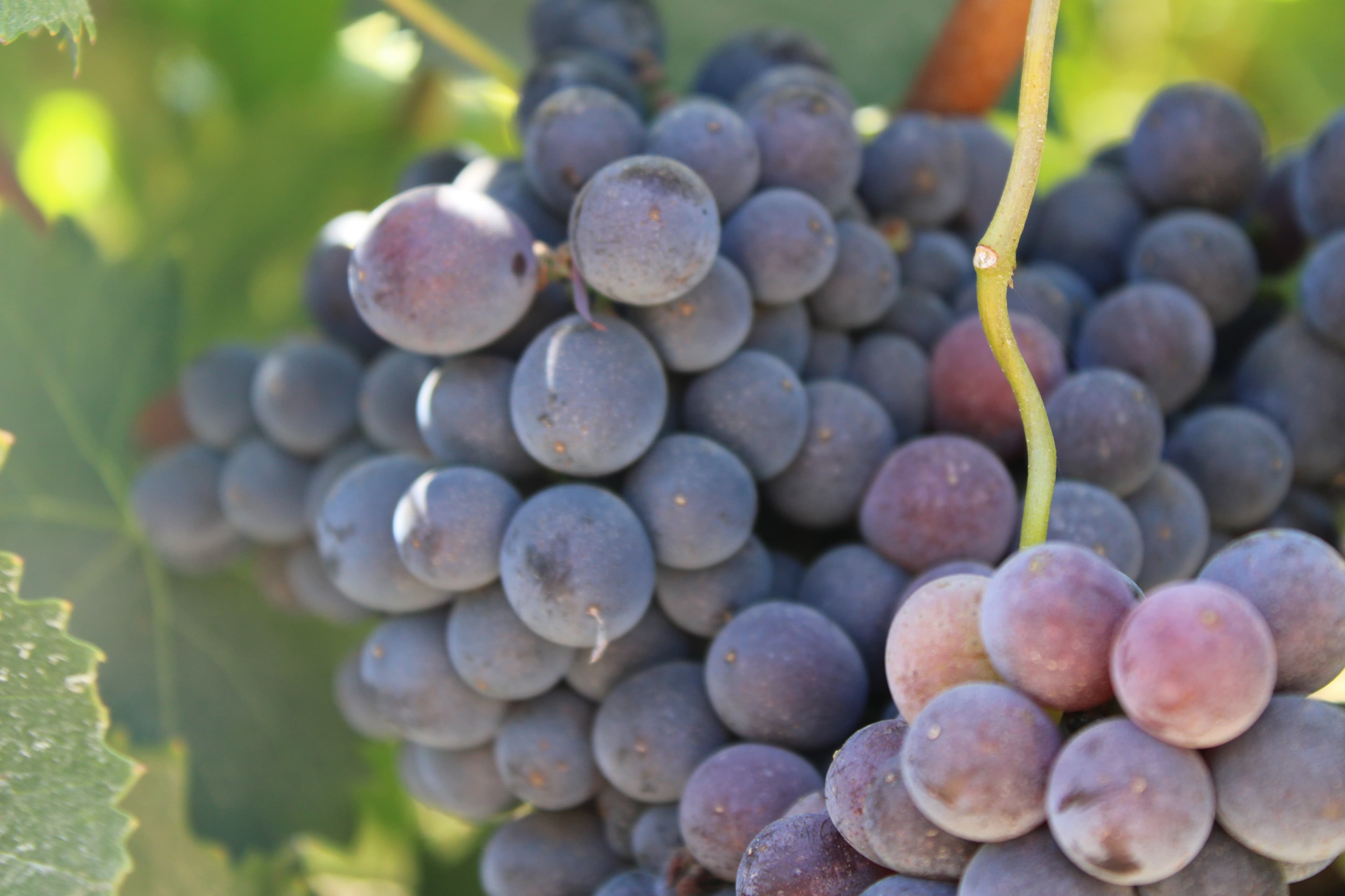 Discover Southern Oregon’s Historic Gem: Valley View Winery